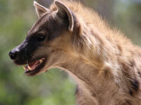 Spotted Hyena - Denver Zoo