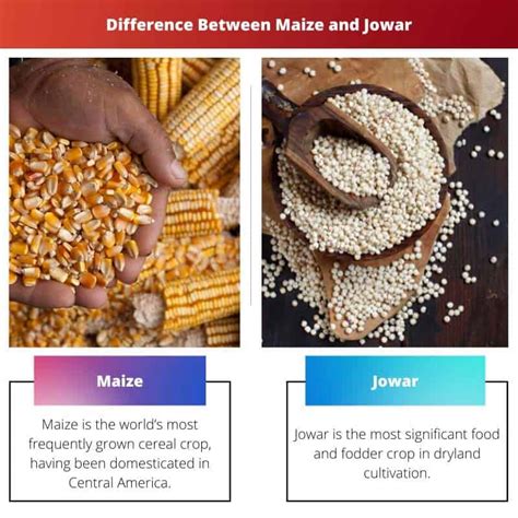 Maize vs Jowar: Difference and Comparison