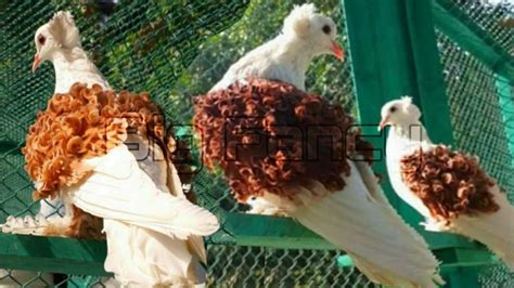 Frillback pigeon breeding cages | fancy pigeon breeders - YouTube