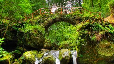 Forest Bridge Background HD Wallpapers 36478 - Baltana