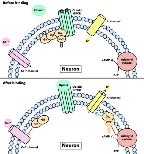 General Opioid Signaling – Opioid Peptides