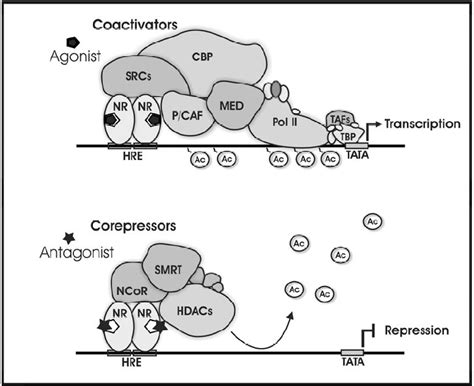 Figure 1 from Who’s in charge? Nuclear receptor coactivator and ...