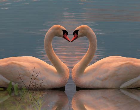 Two Swans In Water Making A Heart Stock Photo - Download Image Now - iStock