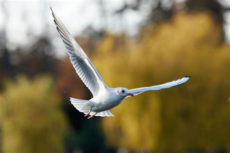 White Bird Flying · Free Stock Photo