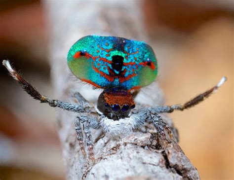 Incredible Photos of Peacock Spiders | Live Science