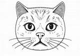 Cat face — Coloring Pages Free & Printable sketch template