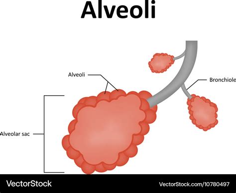 Alveoli alveolar sac lung Royalty Free Vector Image