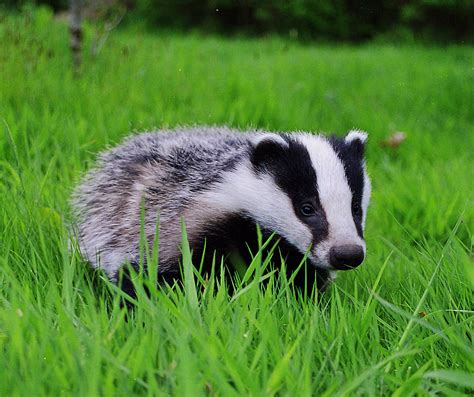 Badger - Diet, Breeding, Facts, Habitat, Pictures, Behavior, Life ...