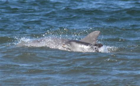 Baby dolphin swimming with Mama wish this came out a little better. Another bucket list shot ...