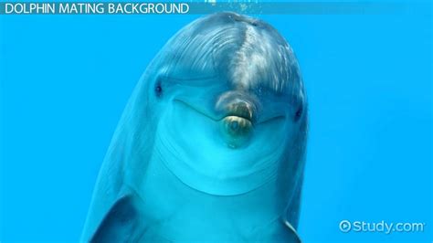 Dolphin Mating & Reproduction | Overview & Facts - Lesson | Study.com