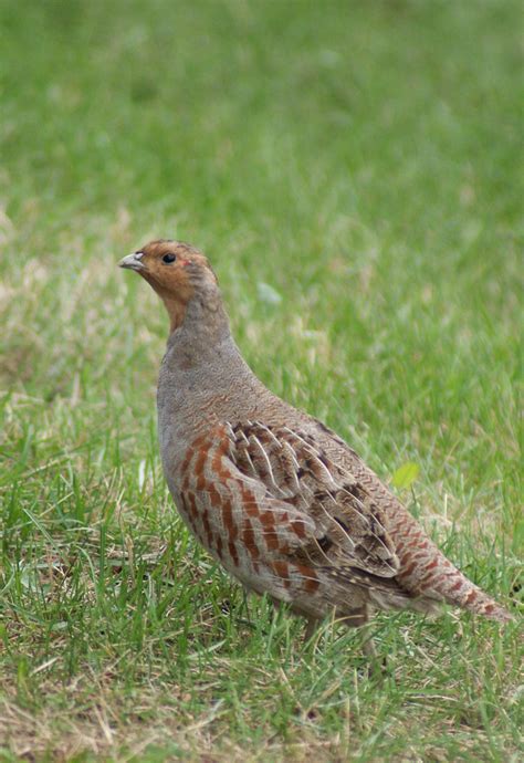 Gray Partridge "Perdix perdix" | Boreal Songbird Initiative