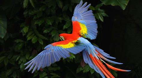 exotic bird for sale in Kolkata, pet for sale in kolkata | www ...