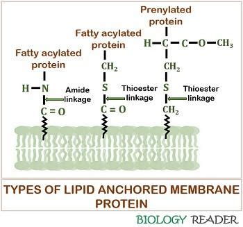 What are Membrane Proteins? Definition, Assembling & Types - Biology Reader