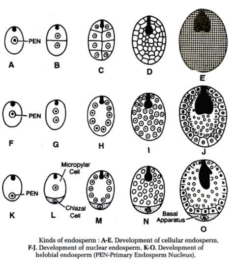 Types of endosperm: Nuclear Endosperm, Cellular Endosperm, Helobial ...