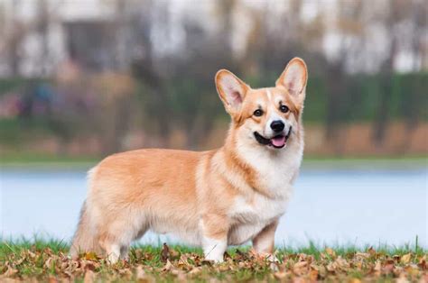 Một số đặc điểm cơ bản để nhận biết chó Corgi thuần chủng!