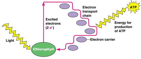 Cyclic Photo-phosphorylation - Definition, Types and its Process