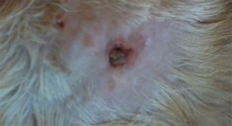 Scabs on Cats Skin: Heal Crusty Cat Scabs, Remedies | Cat skin, Cats ...