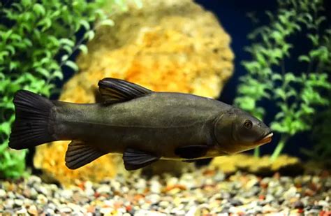 Tench - Description, Habitat, Image, Diet, and Interesting Facts