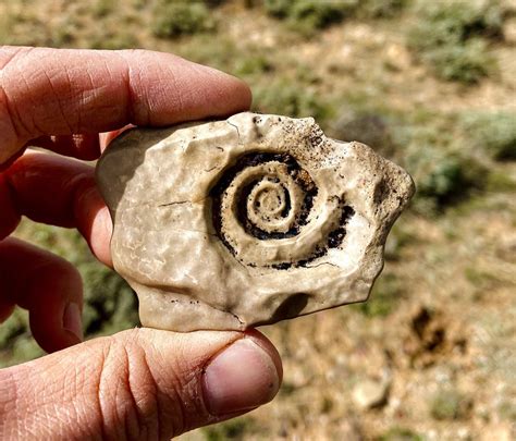 I found The Helix Fossil!! : pokemon