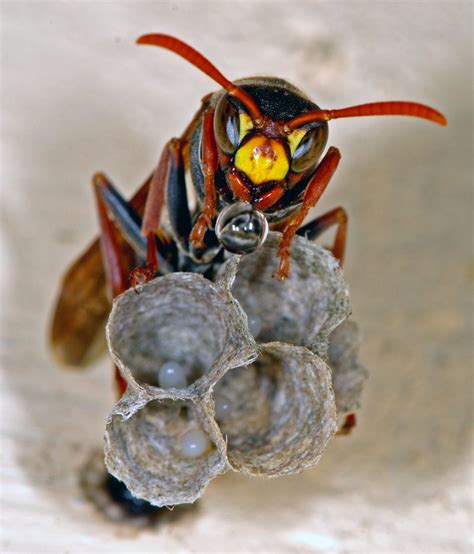 Paper Wasp Nest Identification