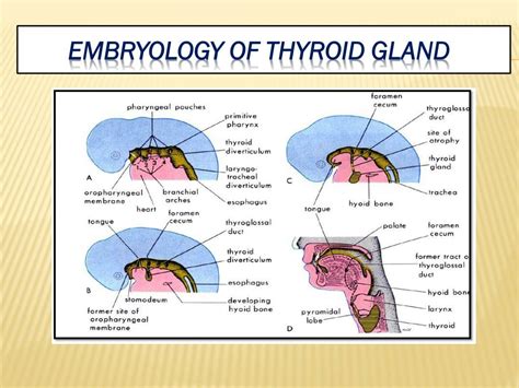 Thyroglossal Duct Embryology