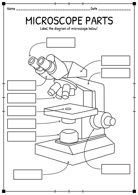 13 Light Microscope Diagram Worksheet | Microscope, Worksheets, Microscope parts