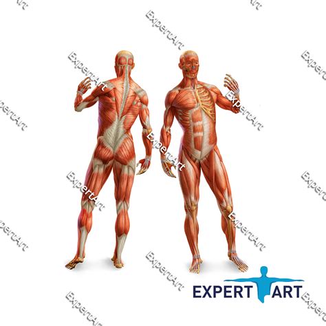 Axial and appendicular muscles – Expert Art