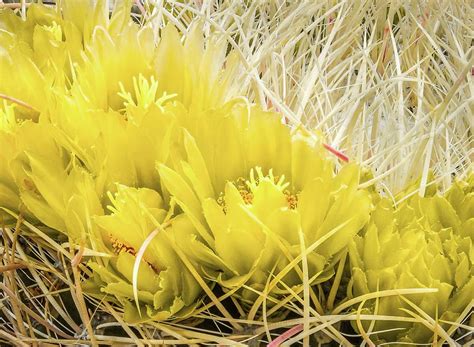 Barrel Cactus Flowers Photograph by Rebecca Herranen - Fine Art America