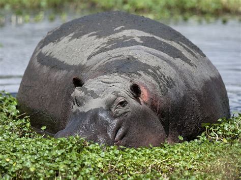 Wallow | Smithsonian Photo Contest | Smithsonian Magazine