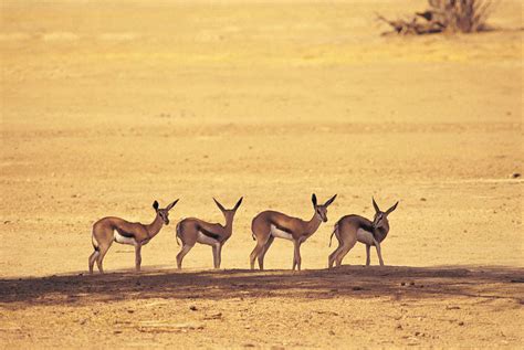 Springbok | African Antelope, Adaptations & Behavior | Britannica