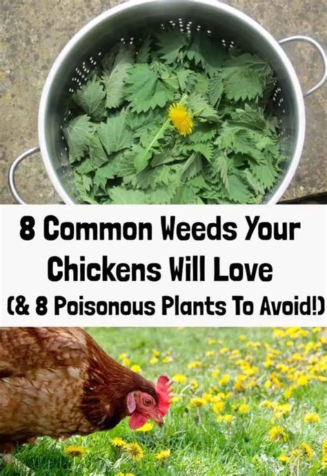 Pin by Lebza on Chicken rearing | Herbs for chickens, Plants for ...