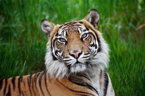 tiger, Wild, Cat, Muzzle Wallpapers HD / Desktop and Mobile Backgrounds