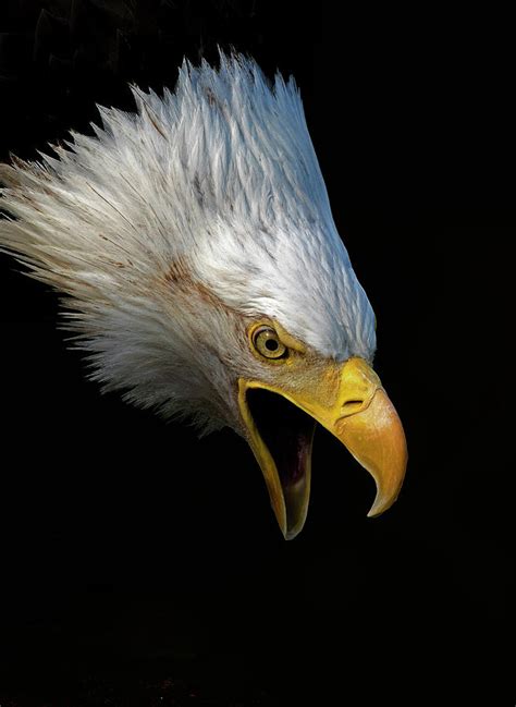 Angry Bald Eagle Portrait Photograph by Lowell Monke - Fine Art America