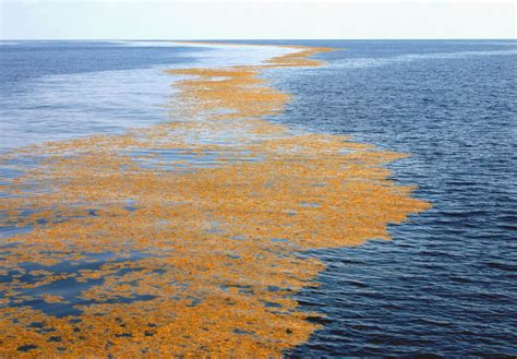 Daily Education Update 3.5 Sargassum – OAR Northwest