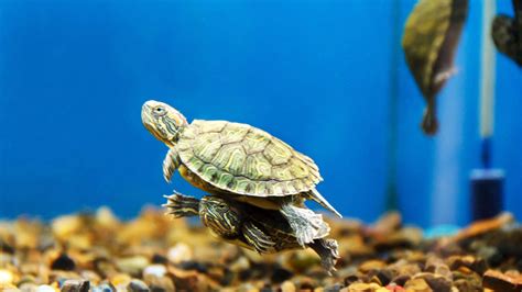 Comment aménager son aquarium pour tortue aquatique ? - JMT Alimentation Animale