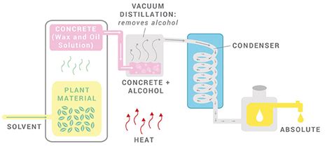 A Comprehensive Guide to Essential Oil Extraction Methods