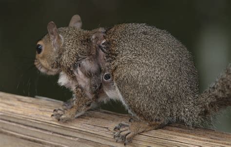 Squirrel with Warbles,Bot Fly Larvae !!GROSS!! | juxtapose^esopatxuj ...