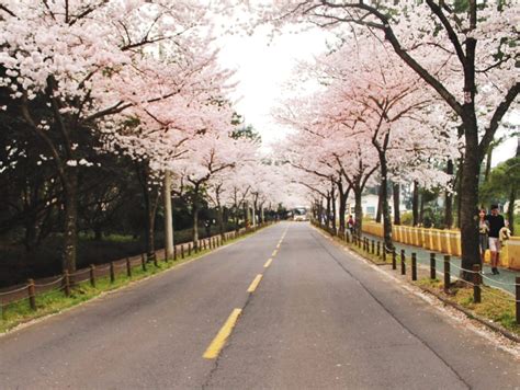 Spring Things to do in Jeju Island, Korea (From Korean Cherry Blossom ...