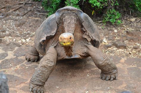 Saddleback Tortoise, Galápagos | Paul Krawczuk | Flickr