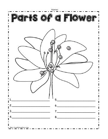 Parts of a Flower Worksheets