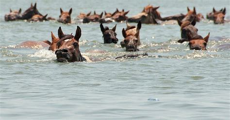 The Annual Chincoteague Pony Swim | Amusing Planet