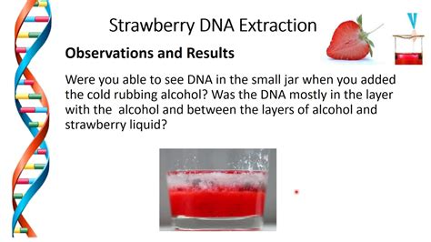 Strawberry Dna Science Project