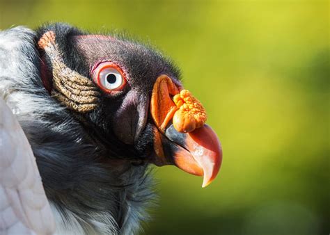 39 Colorful King Vulture Facts (Sarcoramphus papa) | JustBirding