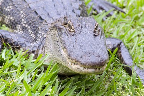 Barataria Preserve Near New Orleans - A Wildlife Preserve in the Deep ...