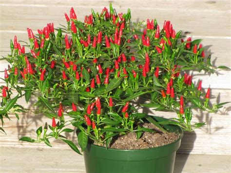 Vegetable Seeds African Bird Eye Chilli Seeds - Bird Chilli -Red Seeds All Season Gardening ...