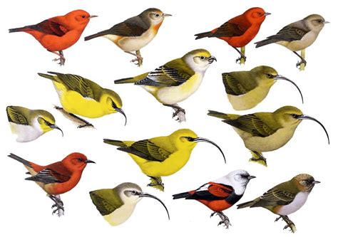 Family Drepanididae (Hawaiian Honeycreepers) [3] - Handbook of the ...