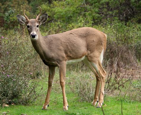 File:White-tailed deer at Greenough Park, Missoula.JPG - Wikimedia Commons