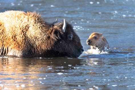 Baby Bison - A-Z Animals