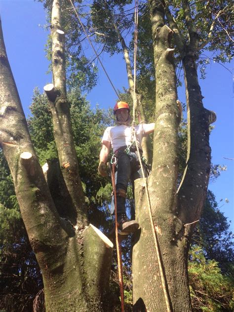 Tree Removal by Tree Masters Tree Service Portland, Oregon