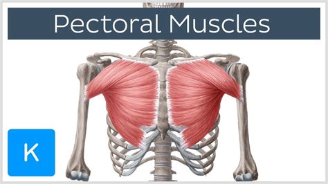 Upper Chest Muscle Anatomy